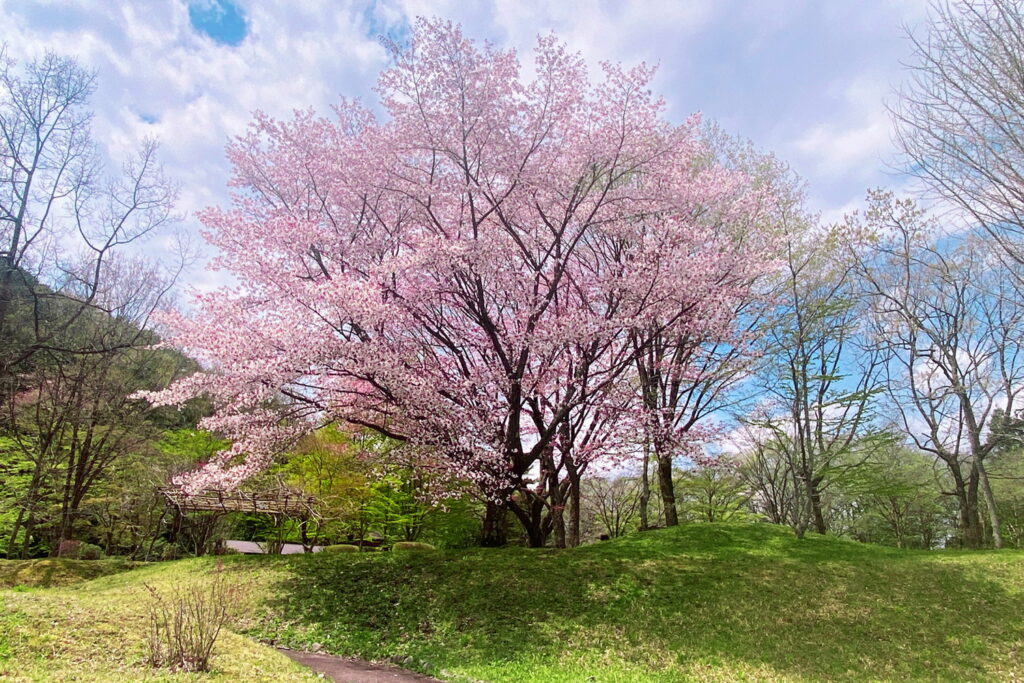 桜お花見グランピング栃木県日光市のブリリアントヴィレッジ日光