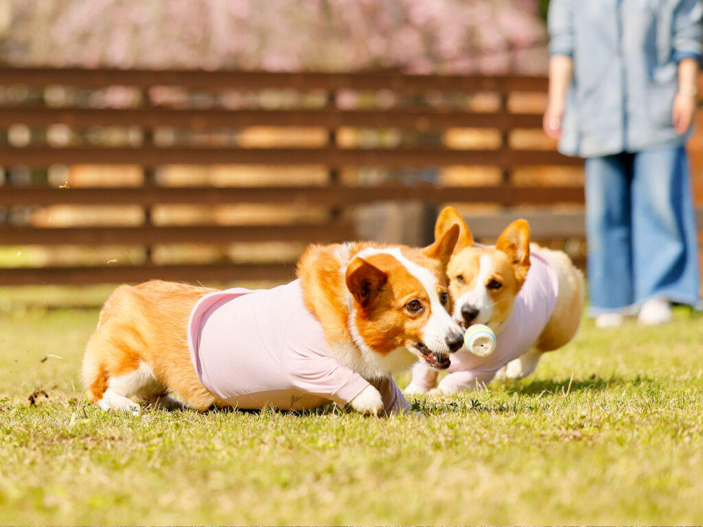 【動画紹介】愛犬と泊まれる「ツインドーム」の魅力を動画で。広大なプライベートドッグランで、ノーリードで駆け回る躍動感をご覧ください。